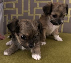 Chihuahua/Yorkie Puppies