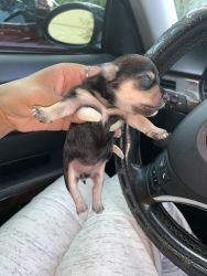 Chorkie pups for sale