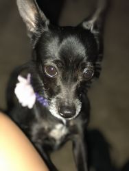 Chihuahua/Yorkie for sale