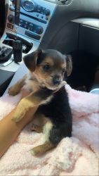 Yorkie & Chihuahua puppy mix for sale