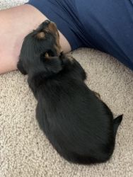 Tiny puppy looking for home