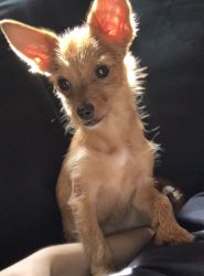 Chorkie for sale