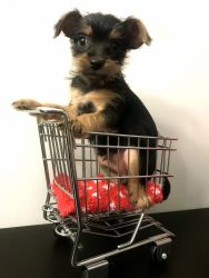Chorkie puppy for sale