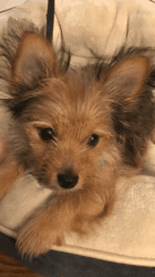 Cute Yorkie/Chihuahua Puppy