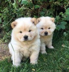 Cute Chow Chow Puppies