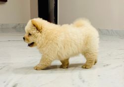 Chow Chow for sale