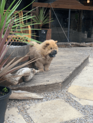 Adorable Teddy Bear Chow chow puppies for sale