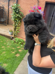 Healthy Chow chow puppies ready to go.