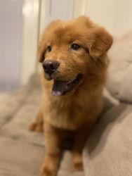 Chow chow looking for new home
