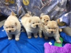 affectionate Chow Chow Puppies