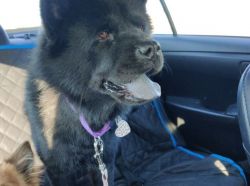 Smooth black chow chow looking for a great home