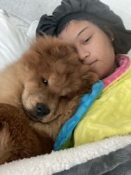 5 month Male chow chow