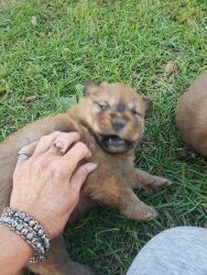 Chow Chow male puppies for sale