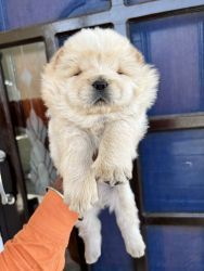 Chow chow male pups with KCI papers in cream + white colour