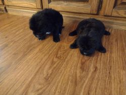 Black chow chow puppies