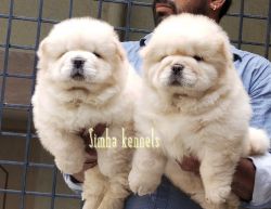 Chow chow Male and female puppies for sale in Bangalore xxxxxxxxxx