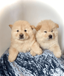 Cute Chow Chow Puppies for Adopt/sale in Washington [Dogs] Chow Chow
