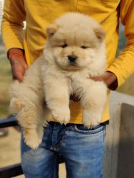 Show Quality Chow Chow Pups available at Fancy Paws Lets