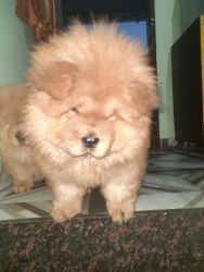 Home for chow chow female