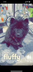 Female chow chow puppy