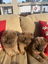 Full blooded Chow Puppies for sale