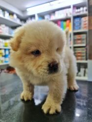 45 days Old CHOW CHOW PUPPY FOR SALE, 1ST DOSE OF VACCINE DONE