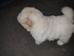 Puppy male urgent sell