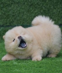Import line heavy bone certified chow chow puppy