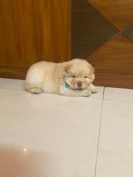 Chow Chow show quality puppies for sale