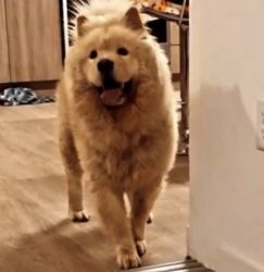 Chow chow mix for sell