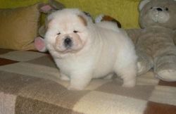 Affectionate Chow Chow Puppies For Reh