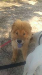 Chow chow dog for sale