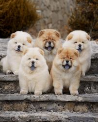 Lovely chow chow puppies for sale