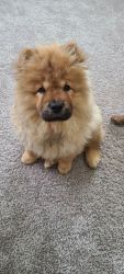 Chow Chow for sale!