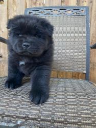 Full Bred Chow Chow