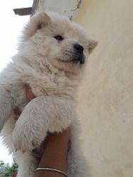 Chow chow male puppies
