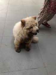 want to sell four month old chow chow