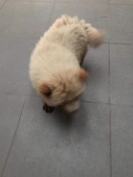 beautifull male chow chow in sagar ,. he is just 4 month old..i am goi