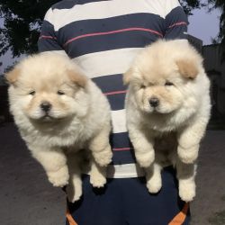 Top quality chowchow puppies