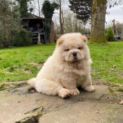 Champion bred Chow chow pups