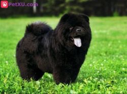chow chow lover's available here