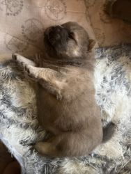 Baby chow chows for adoption