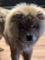 Chow chow for sale in Boston