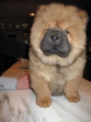 Cream and Red Chow Chow Puppies for Sale