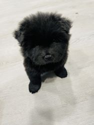 Chow Chow female puppy