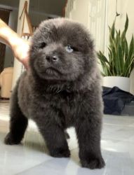 Chowchow puppies