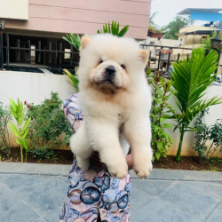 Ch.line chow chow female pup available with kci papers in pune