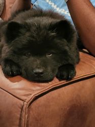 Adorable Purebred Chow Chow