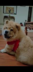Chow chow Puppy for sale