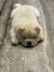 i have chow chow 2 month old off white colour